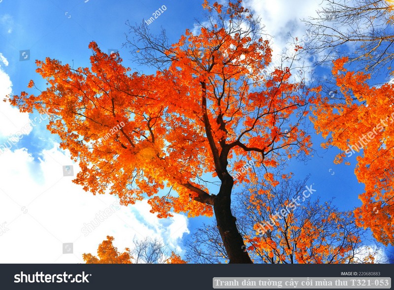 Tranh dán tường cây cối mùa thu T321-053